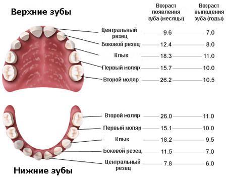 Диаграмма прорезывания и выпадения молочных зубов у детей