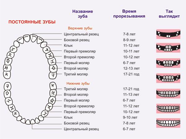 Диаграмма формирования постоянных зубов